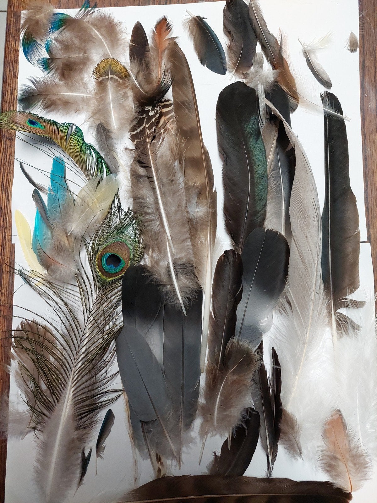 mixed vogelveren diverse vogel veren Wicca Sjamanisme, Ophalen of Verzenden, Vogel, Beeldje of Figuurtje