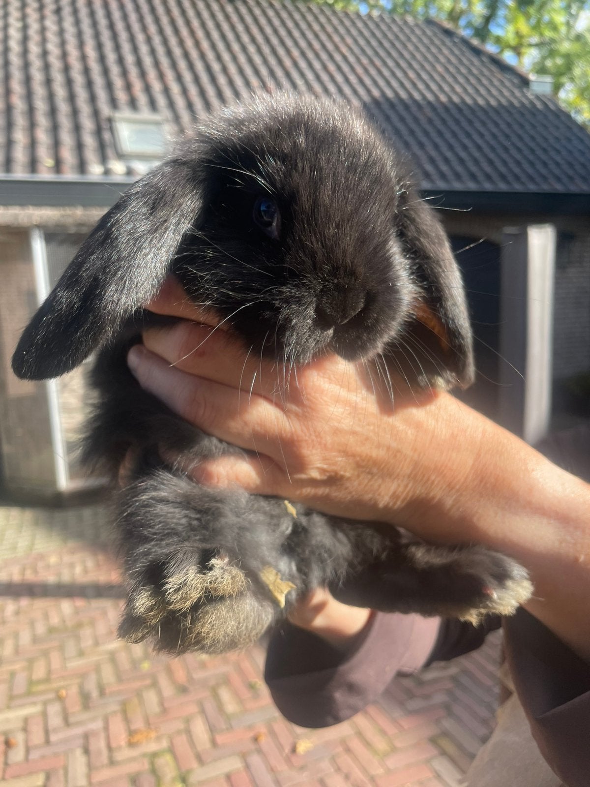 Franse hangoor ram beschikbaar, Dieren en Toebehoren, Groot, Hangoor, 0 tot 2 jaar