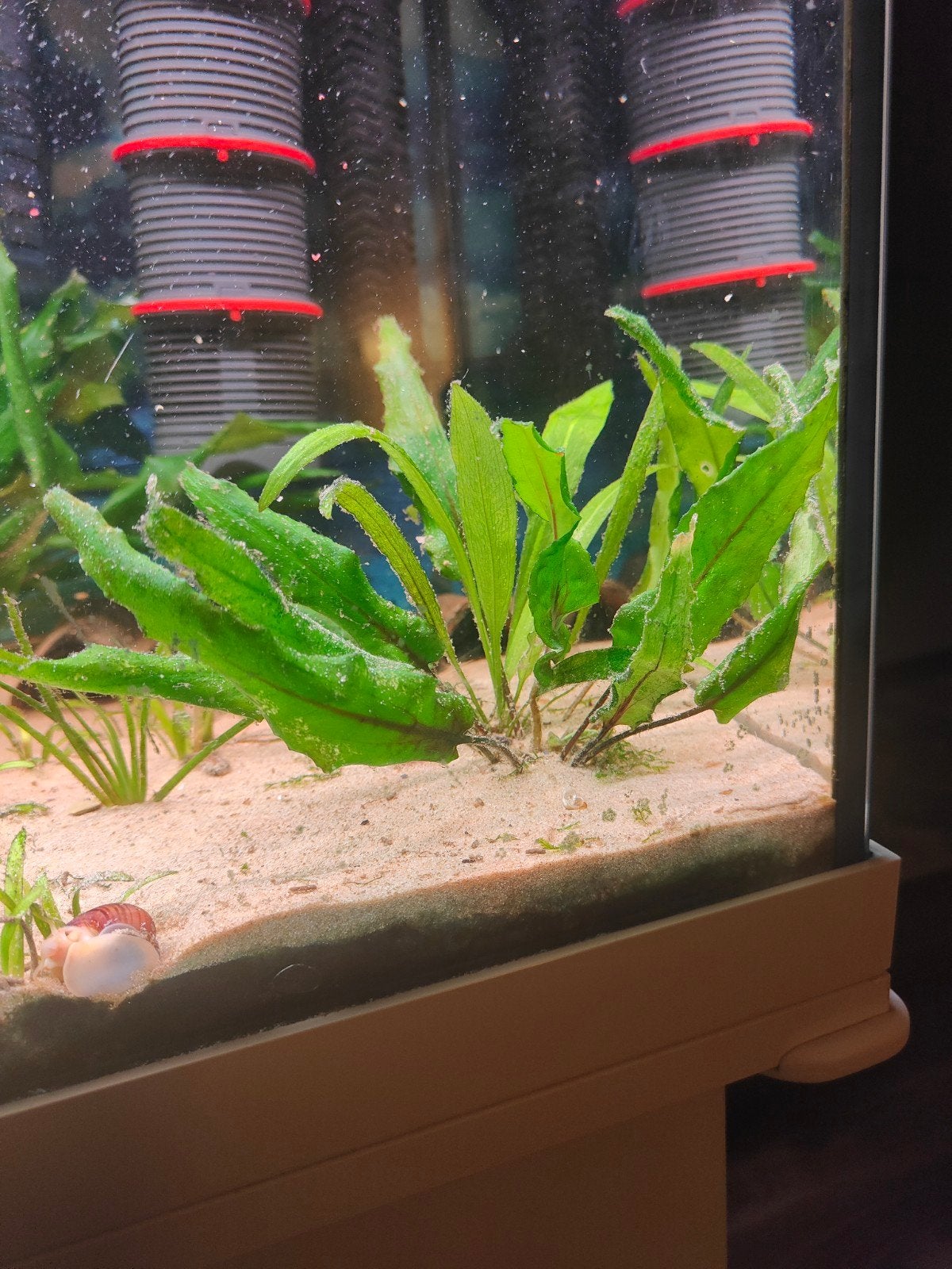 aquarium planten, Ophalen of Verzenden, Nieuw, Plant(en), Steen of Hout