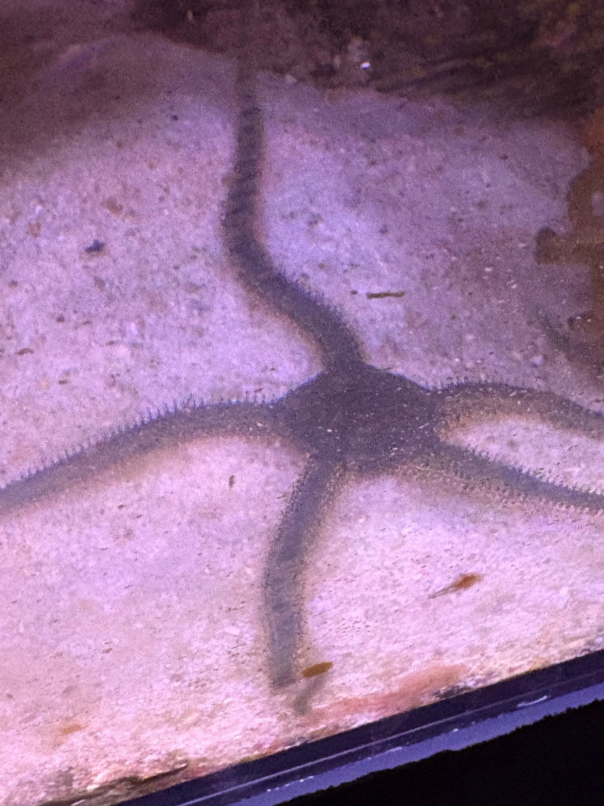Slangenster.  (Zeewater), Overige typen, Zoutwatervis