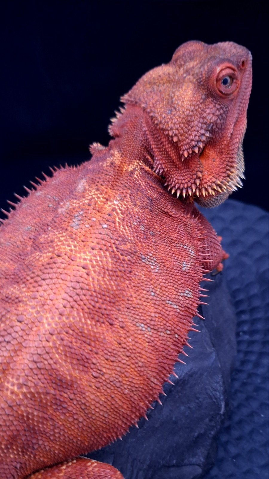 100% Red Monster Leatherback Baardagaam Man Bearded Dragon photo 2