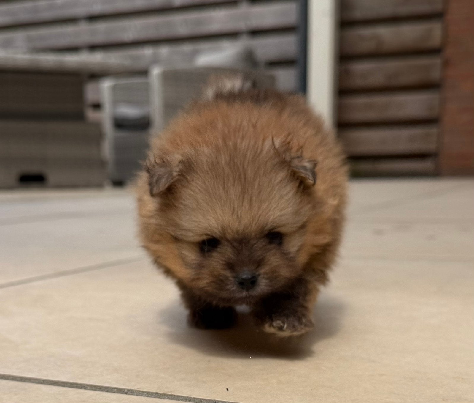 Pomeranian/Pomeriaan pups vader FCI vrij van SM/CM, Patella, Dieren en Toebehoren, Honden | Poolhonden, Keeshonden en Oertypen