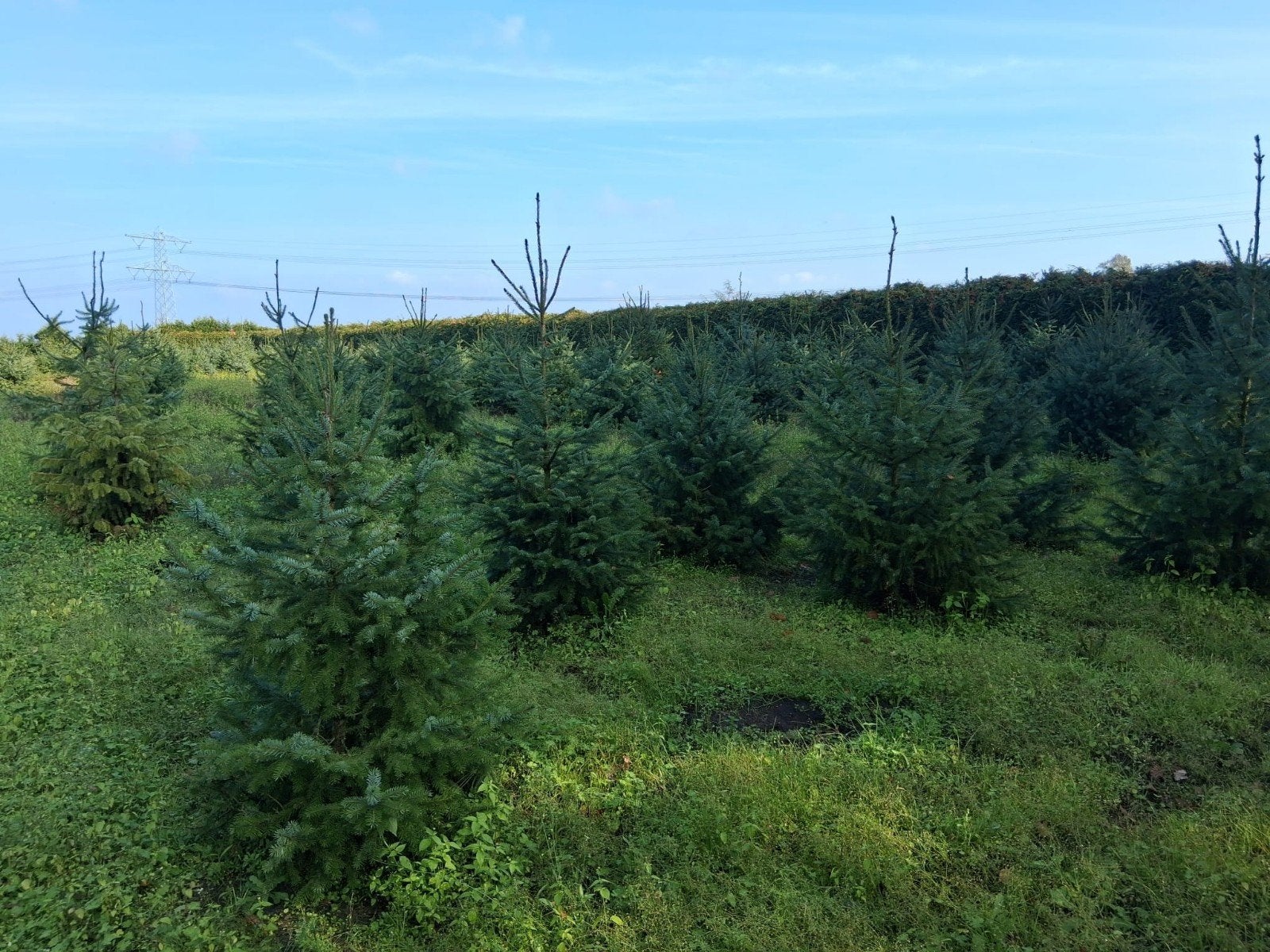 kerstbomen (Picea omorika) tot 170 cm., Tuin en Terras, Ophalen, Overige soorten