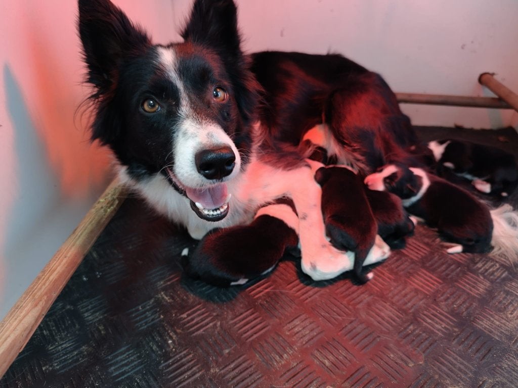 Border Collie pups met stamboom, 8 tot 15 weken, Collie, Meerdere, Meerdere dieren