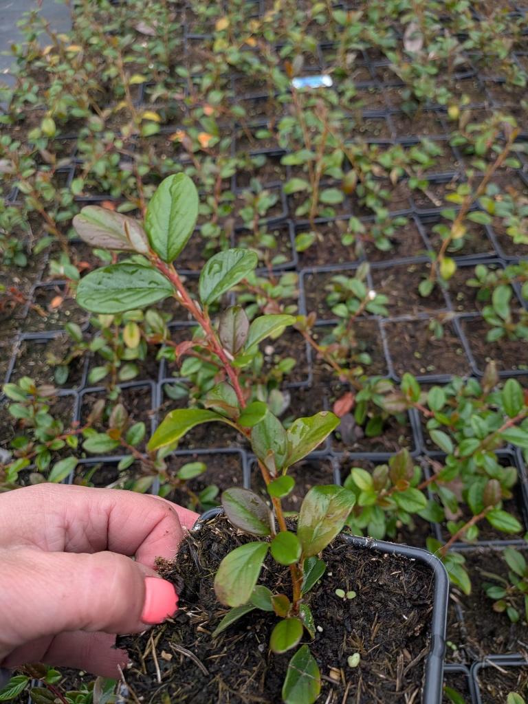 Cotoneaster, bodembedekker  p9, Ophalen, Bodembedekkers, Vaste plant, Halfschaduw