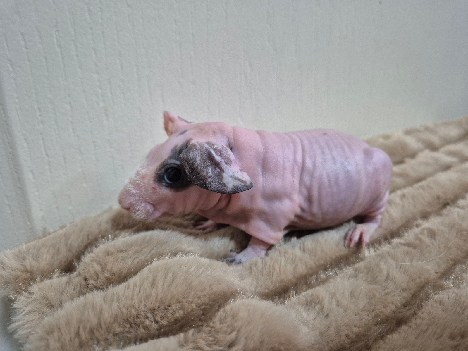 Mooi Dalmatiner skinny cavia beertje, Dieren en Toebehoren, Cavia, Mannelijk, Mei, Tam