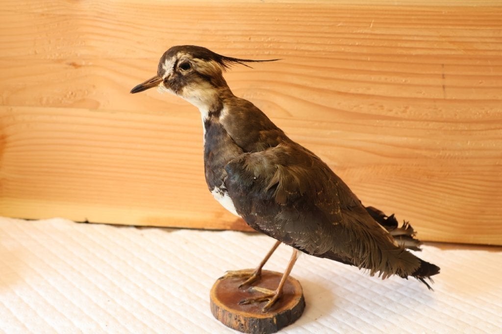 Taxidermie - Opgezette vogel Kievit, Verzamelen, Ophalen of Verzenden, Zo goed als nieuw, Vogel, Opgezet dier