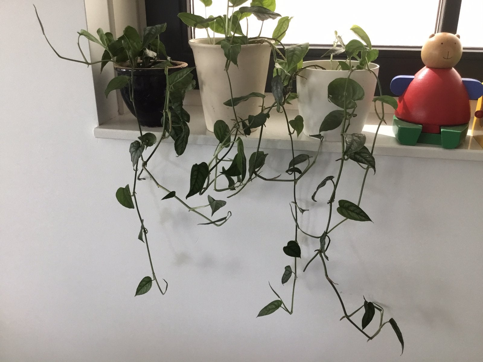 Scindapsus pictus , hangplanten. 3 voor 5,00, Huis en Inrichting, Ophalen, Halfschaduw, Minder dan 100 cm