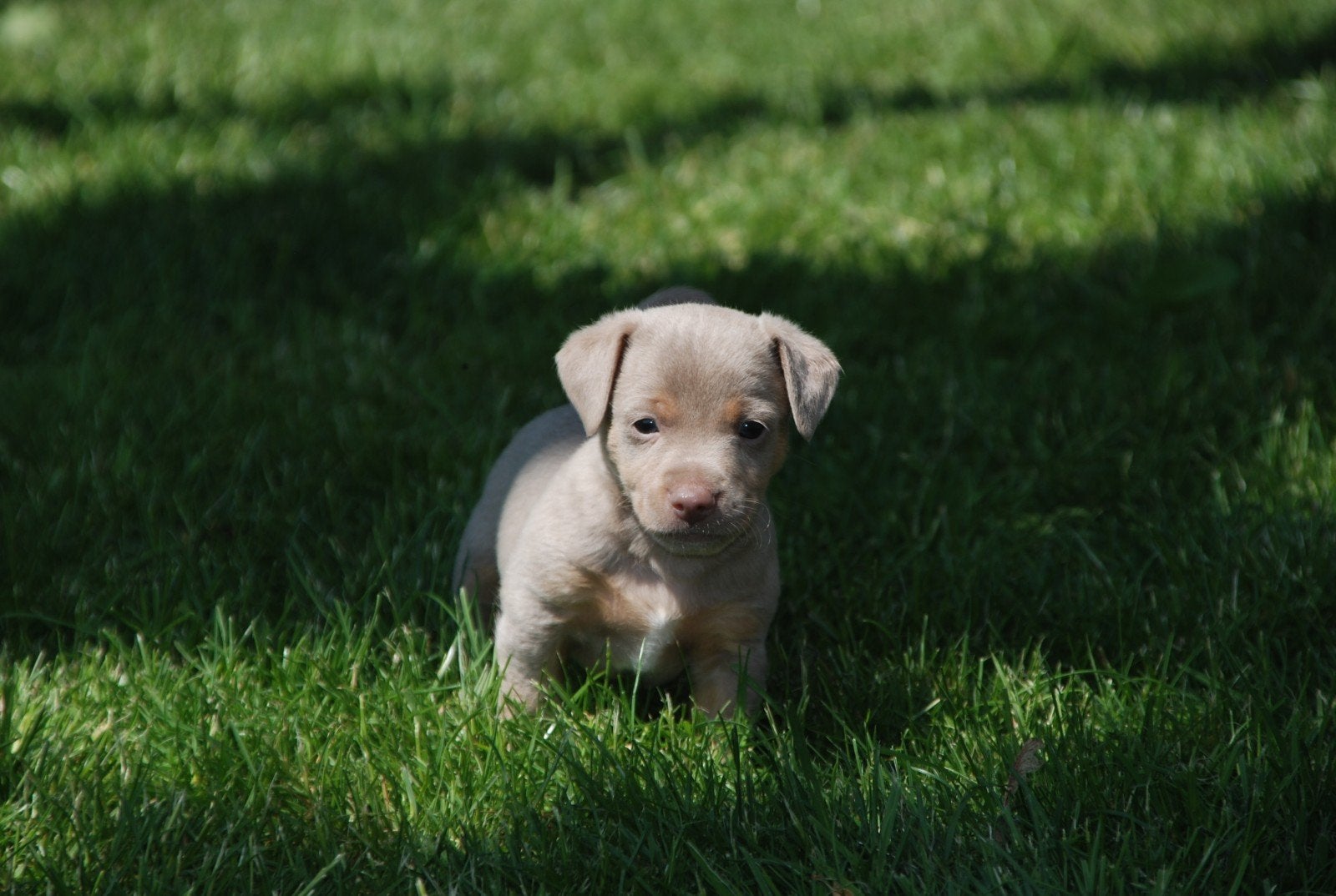 TeKoop: Prachtige Jack Russel Pups !, Dieren en Toebehoren, Honden | Jack Russells en Terriërs, Jack Russell Terriër, 8 tot 15 weken