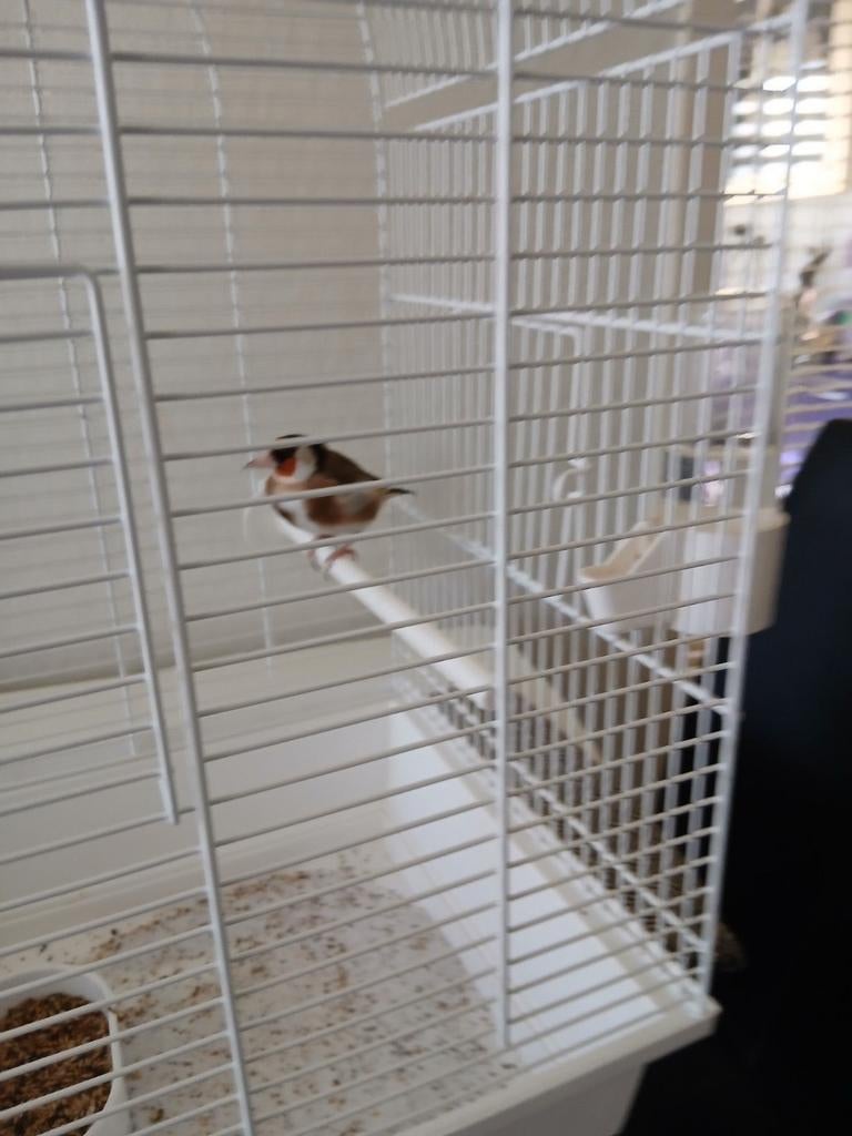 Mooie  harlekijn  putter  gerind, Dieren en Toebehoren, Mannelijk, Bastaard