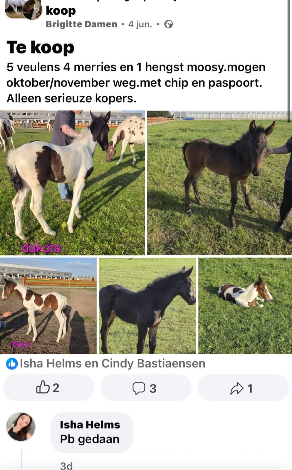 Mooie veulens, Dieren en Toebehoren, Merrie, 160 tot 165 cm, Gechipt, 0 tot 2 jaar