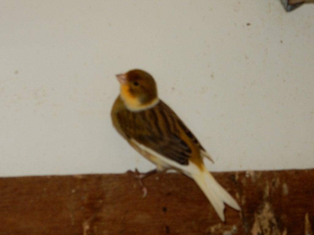kanarie, Mannelijk, Kleurkanarie