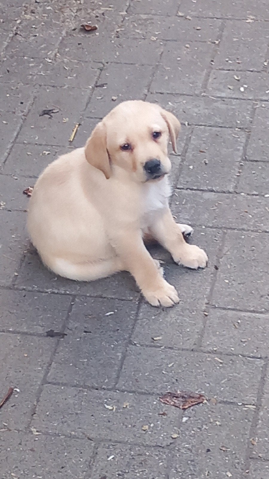 Labrador retriever Lab GROOT REU, Nederland, Reu, CDV (hondenziekte), 8 tot 15 weken