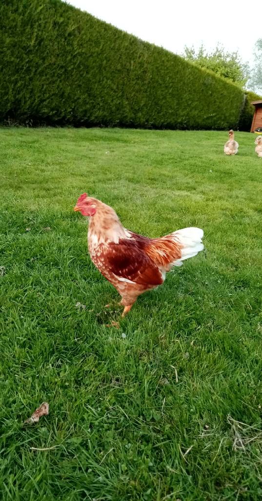 Barnevelder haan december '25, Dieren en Toebehoren, Mannelijk, Kip