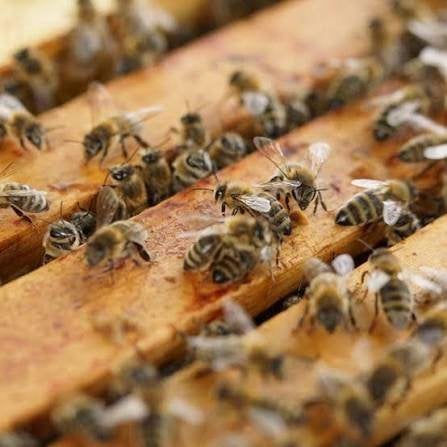 Te koop F1 6-raams Carnica volk 2026 koningin, Dieren en Toebehoren, Insecten en Spinnen, Bijen