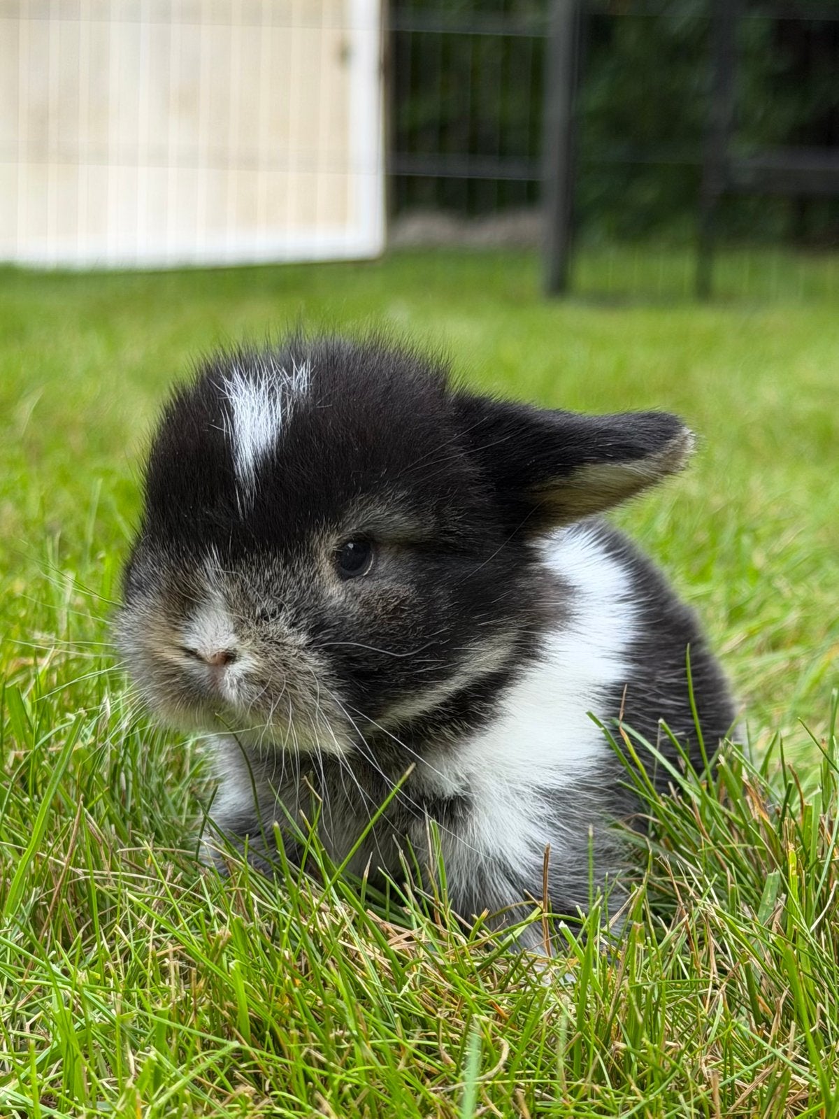 Prachtige Minilop konijntjes te reserveren!, Meerdere dieren, Dwerg, Hangoor, 0 tot 2 jaar
