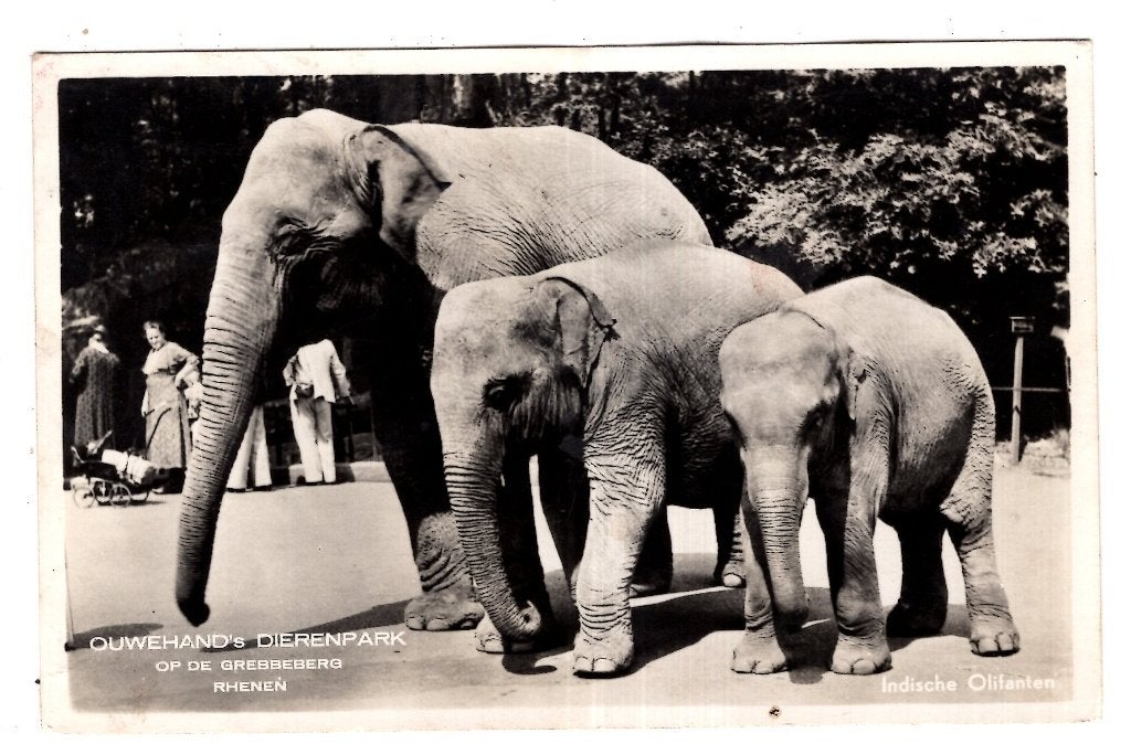 Rhenen Dierentuin 1947 Olifanten Ouwehand, Verzenden, 1940 tot 1960, Gelopen, Gelderland