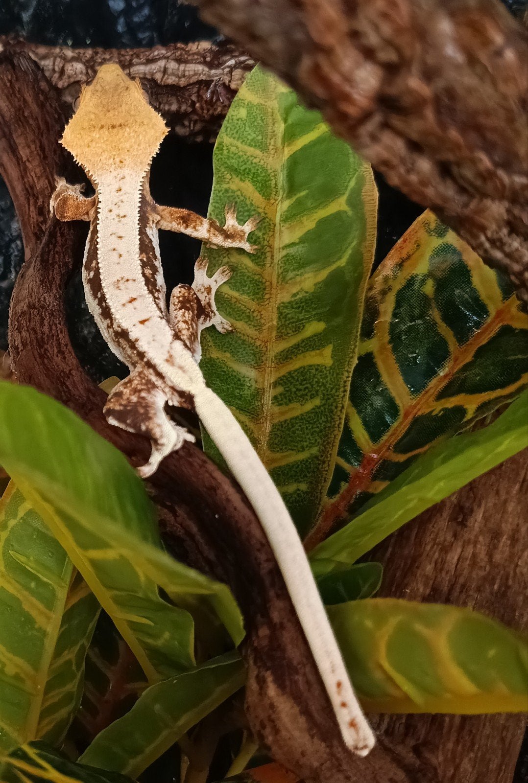 Wimpergekko nakweek 2025, Hagedis, 0 tot 2 jaar