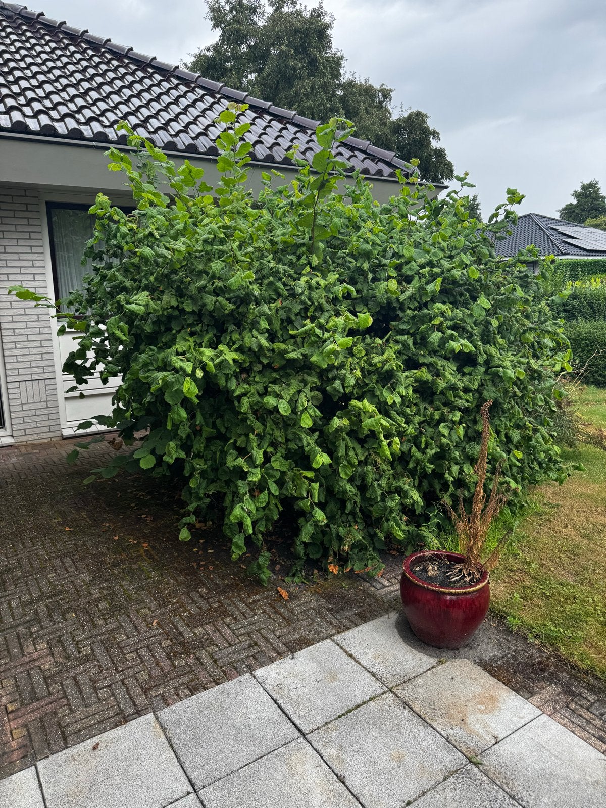 Gratis struiken: Toverhazelaar, Krulhazelaar, Skimmia, Overige soorten, Vaste plant, Ophalen of Verzenden, Bloeit niet