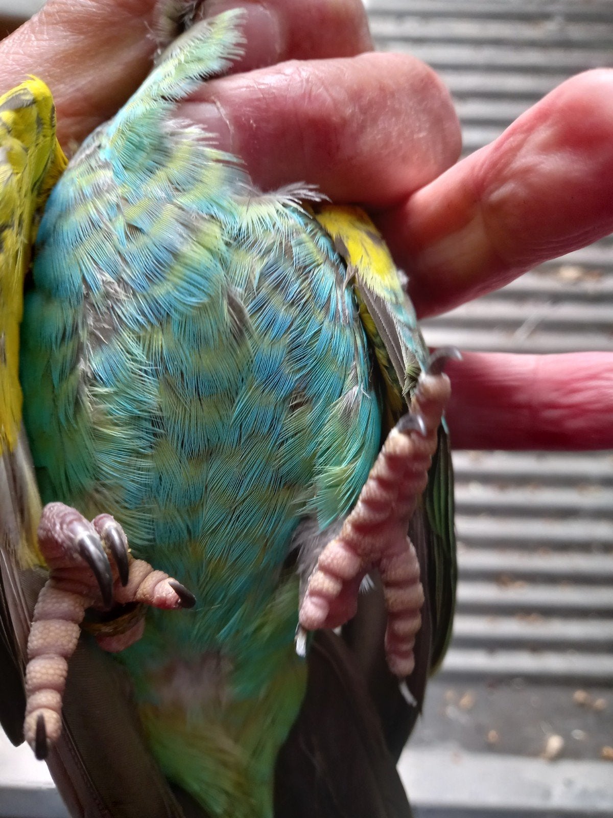 Meijer papegaaien, Dieren en Toebehoren, Meerdere dieren, Papegaai, Geringd