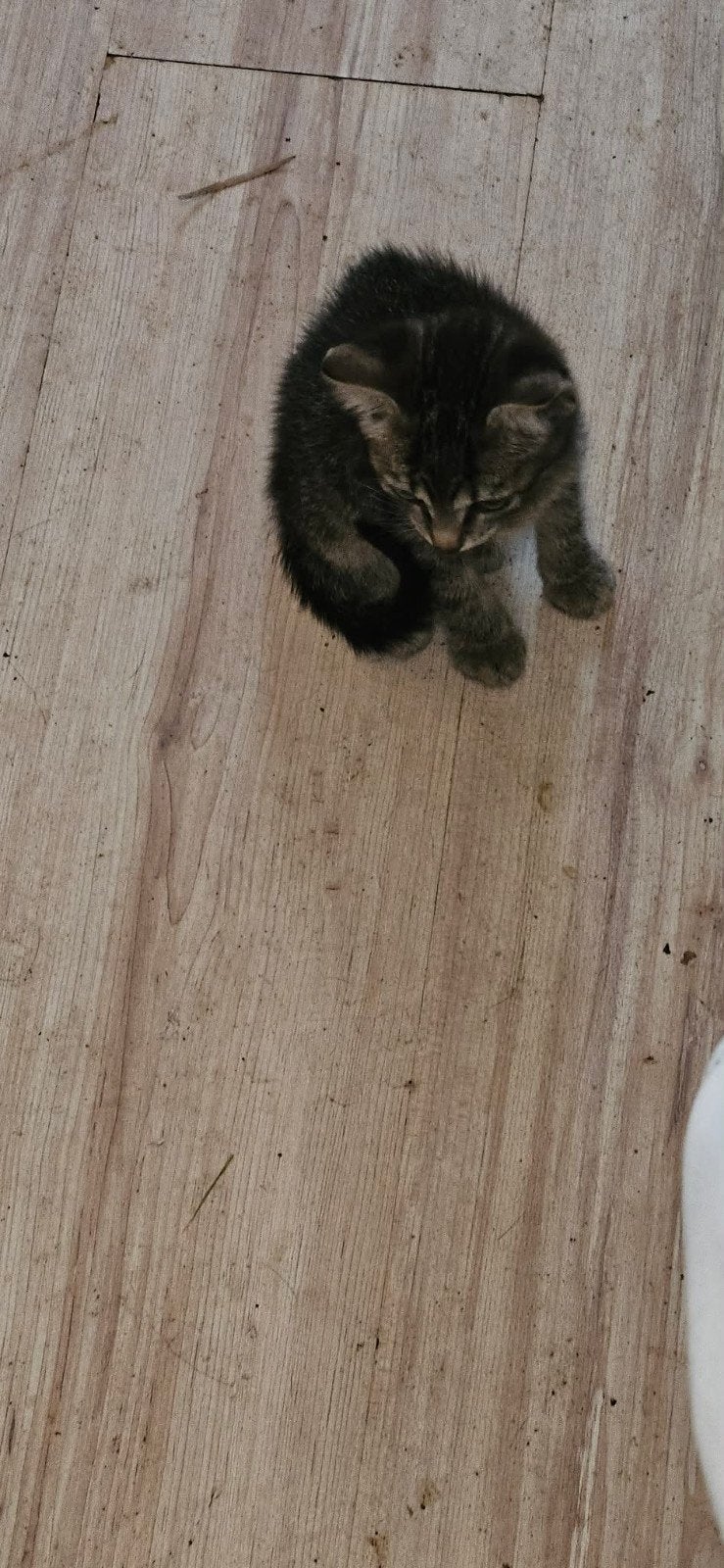 oeps nestje kittens, Meerdere dieren, 0 tot 2 jaar