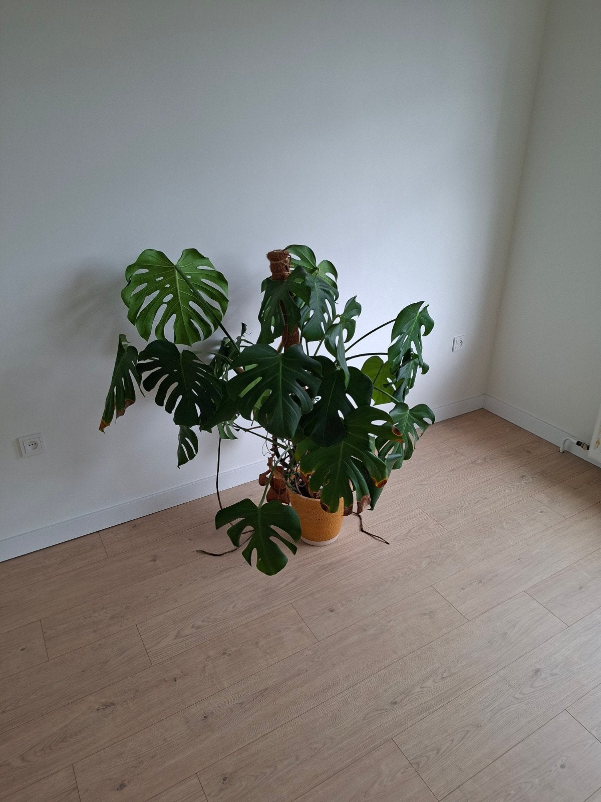 Grote Monstera, Ophalen, 100 tot 150 cm, Overige soorten, Halfschaduw