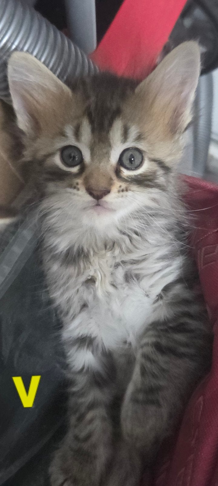 super mooi nestje  bengaal bengaalse x maincoon, Dieren en Toebehoren, Katten en Kittens | Raskatten | Langhaar, Meerdere dieren