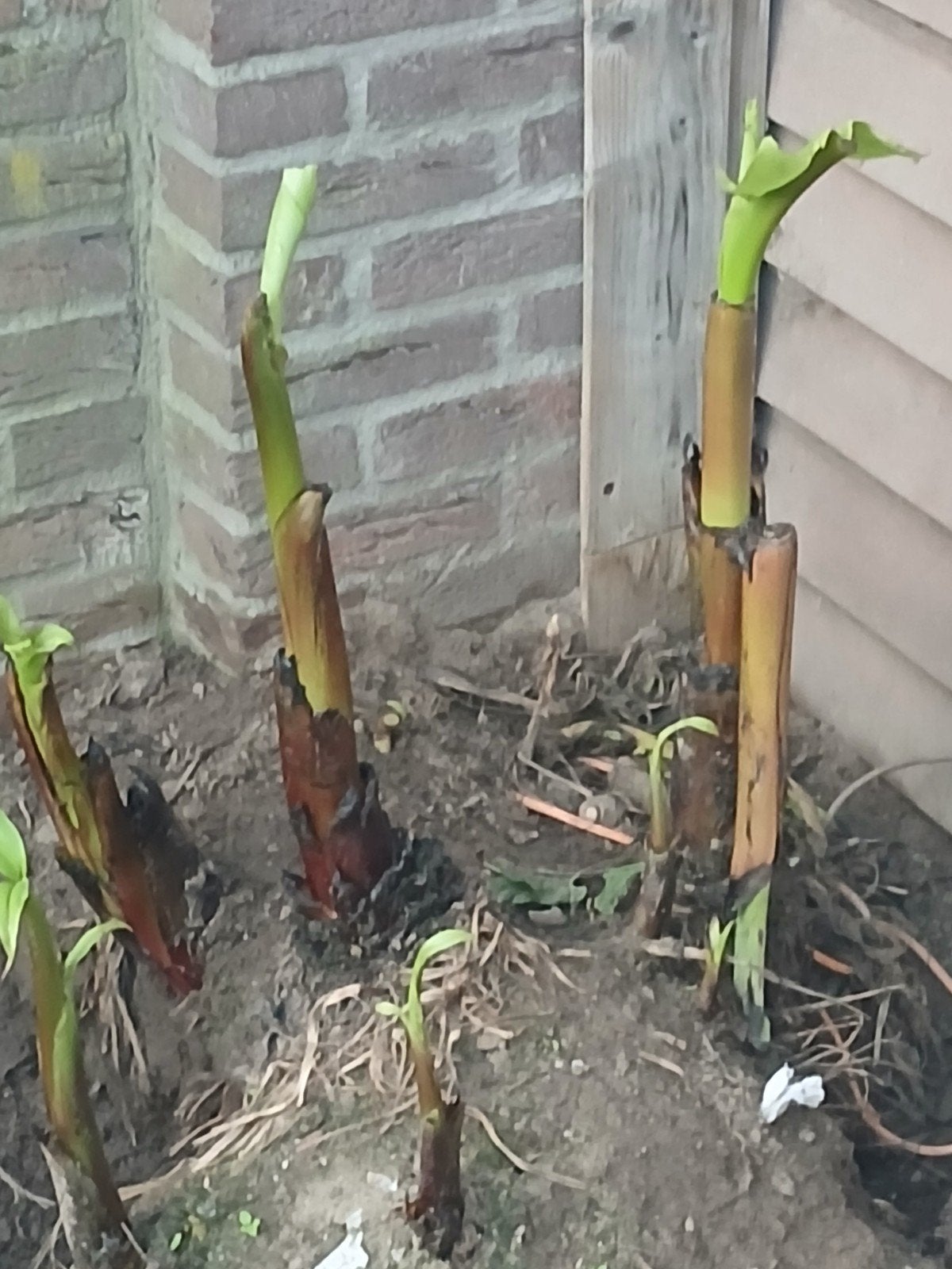 Bananenplant (Musa Basjoo) - Winterharde Exoot, Ophalen, Overige soorten, Volle zon