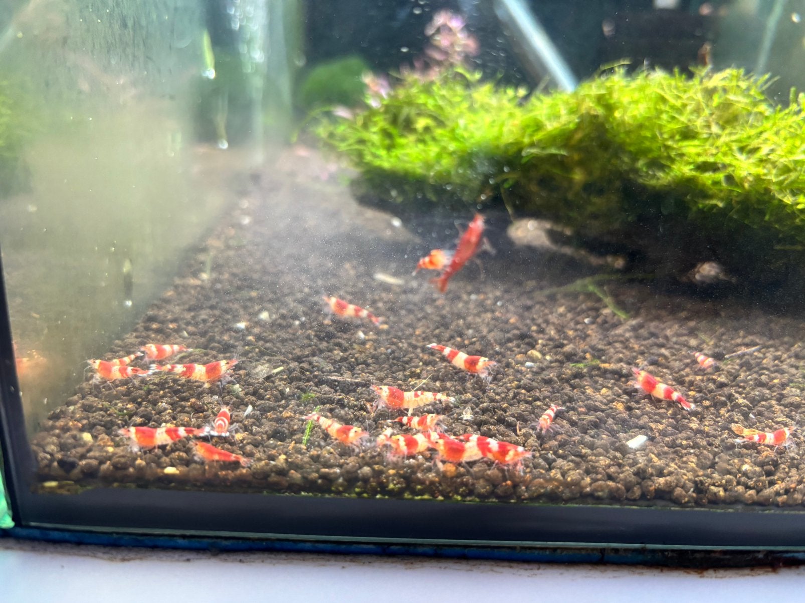 Crystal Red garnalen (Caridina) – eigen kweek, vanaf 20 st, Kreeft, Krab of Garnaal