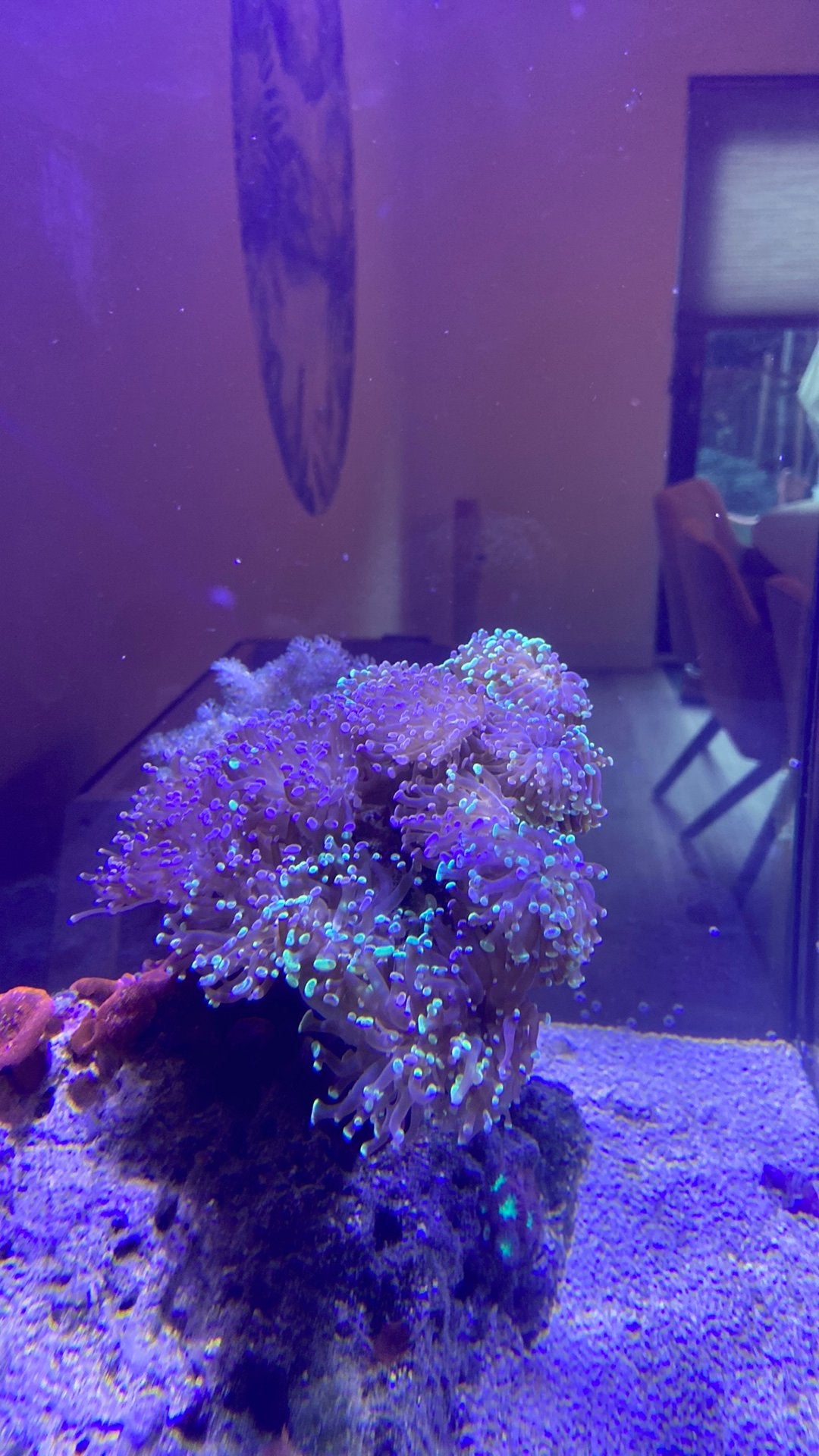 Euphyllia paraancora  two tone groen/paars, Dieren en Toebehoren, Vis