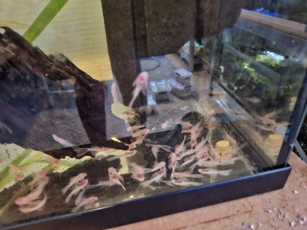 L 144 Snow white longfin, Vis, Zoetwatervis