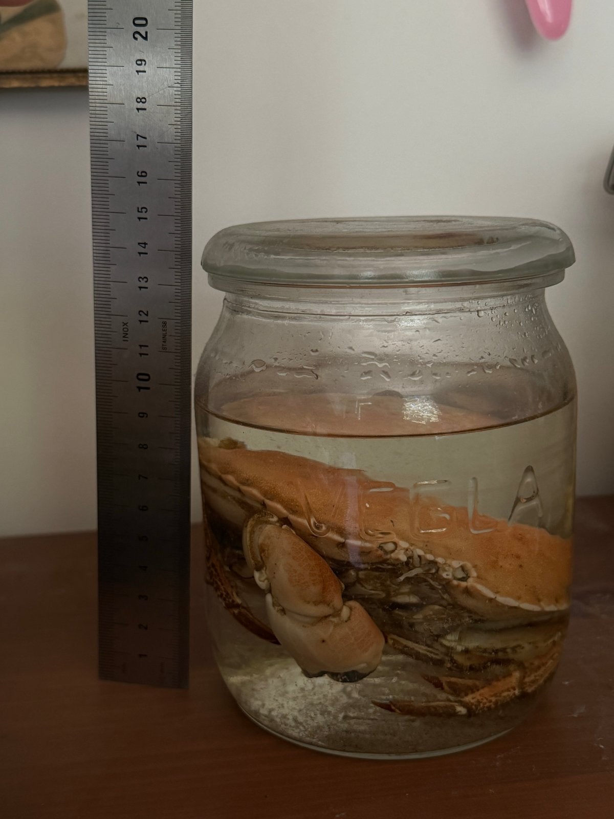 Krab op sterk water - Uniek decoratiestuk, Ophalen of Verzenden, Gebruikt