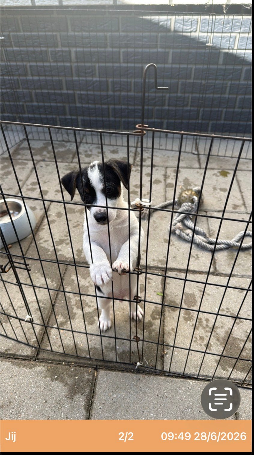 Te koop zeer mooie jack russel / boerenfox pups., Jack Russell Terriër, Meerdere, Meerdere dieren, Nederland