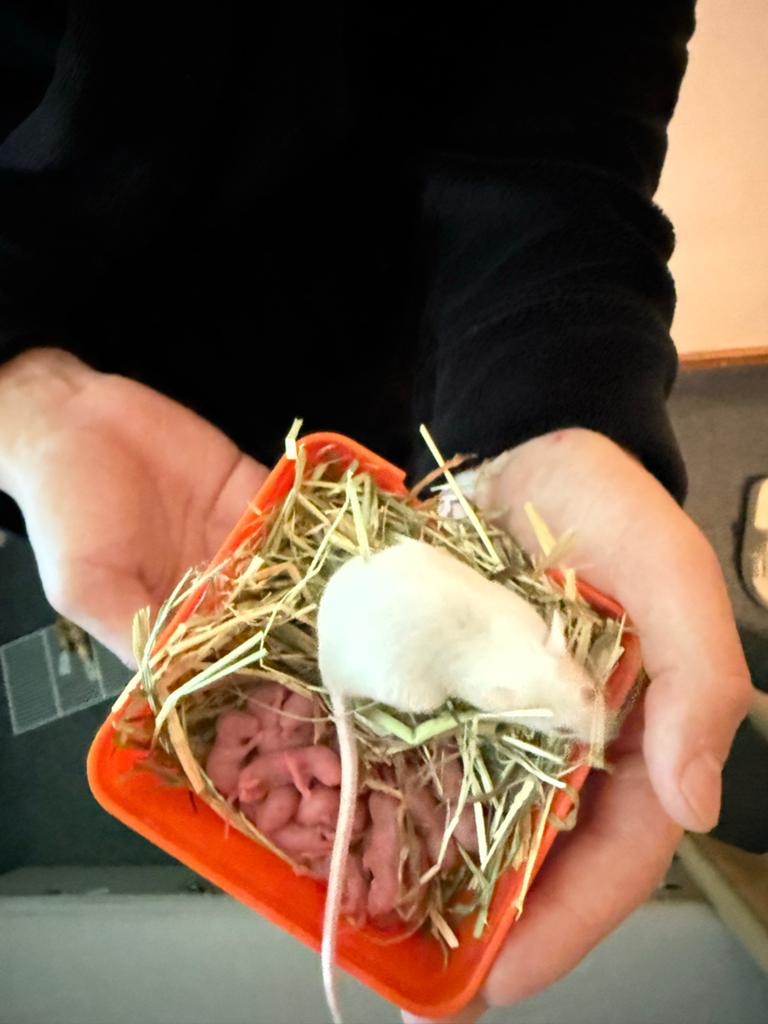 muizen en hamsters, Dieren en Toebehoren, Mei, Meerdere dieren, Muis