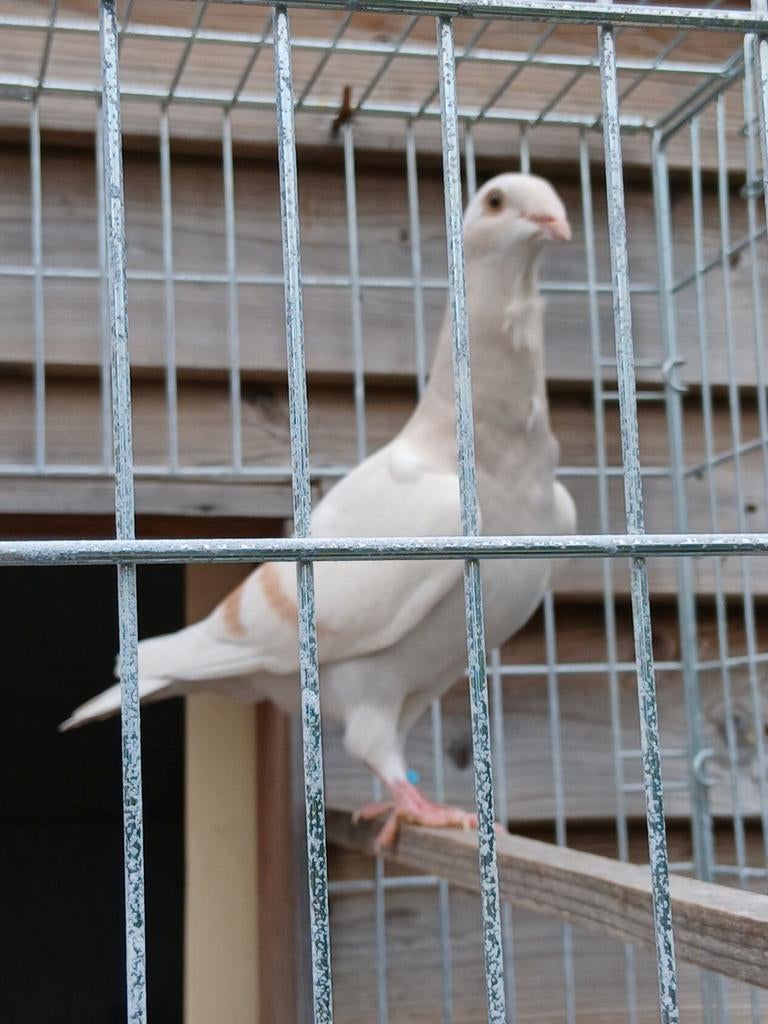 Duiven bieden, Dieren en Toebehoren, Vogels | Duiven, Meerdere dieren, Postduif