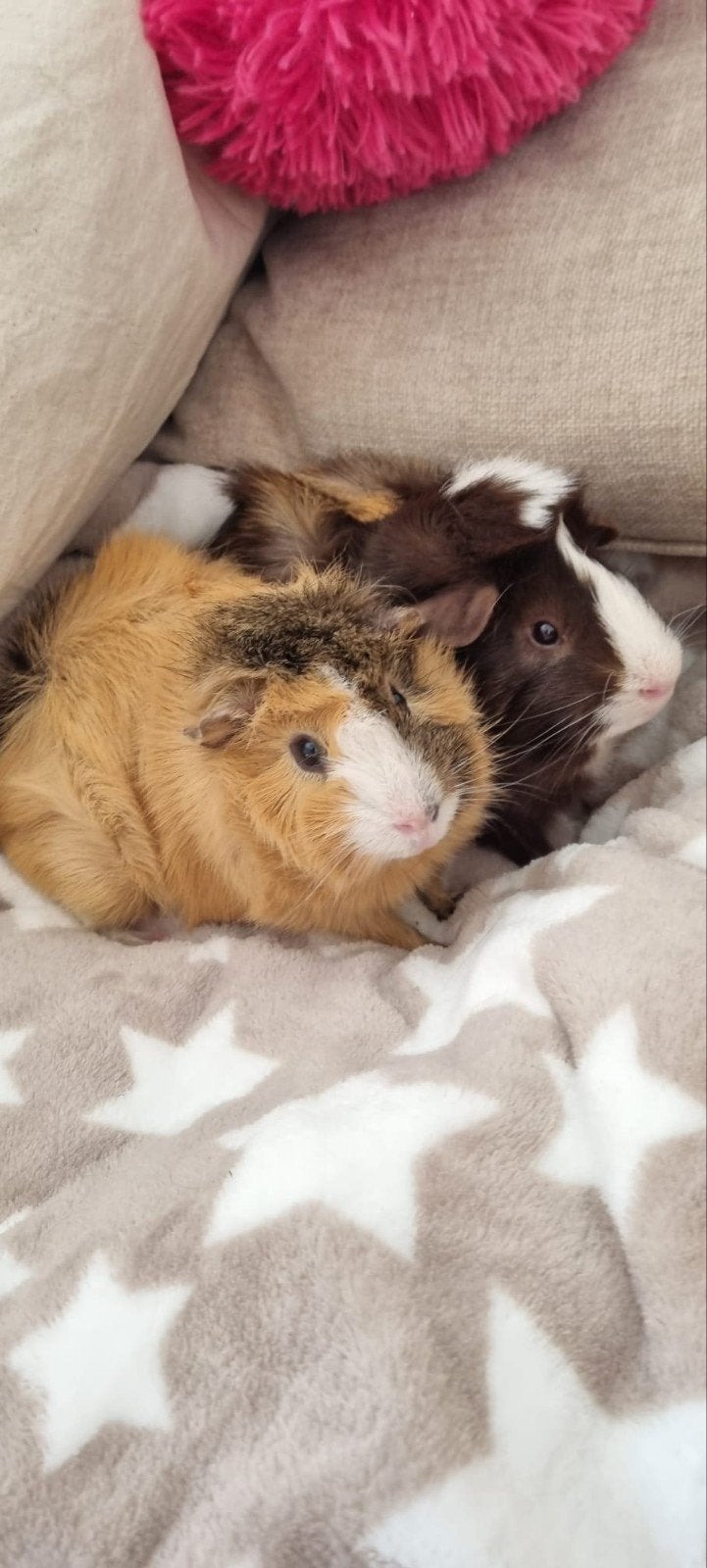 2 beertjes cavia's inclusief toebehoren, Cavia, Mannelijk, Januari, Tam