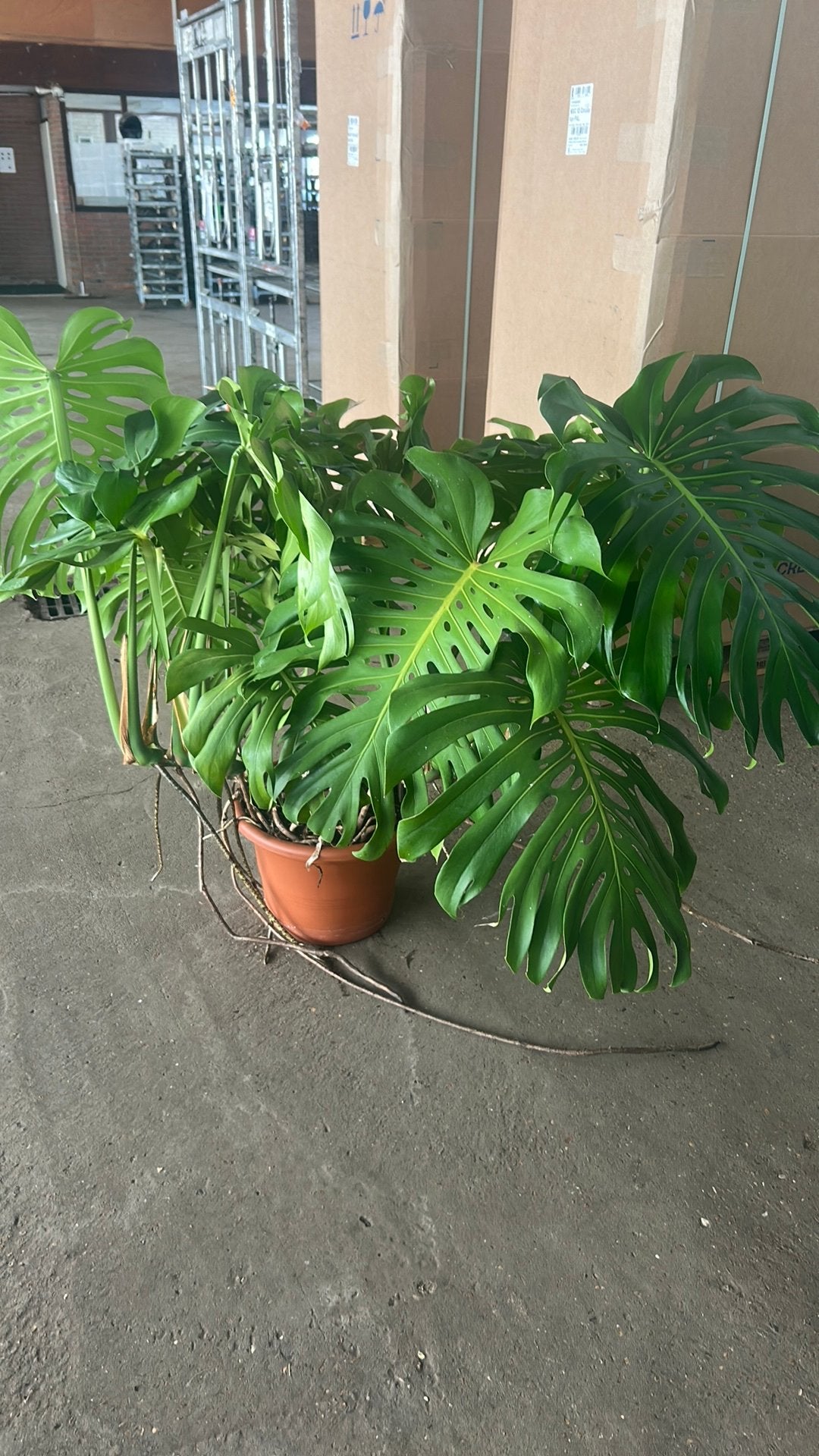Monstera plant, Huis en Inrichting, Kamerplanten, Ophalen, Halfschaduw, Minder dan 100 cm