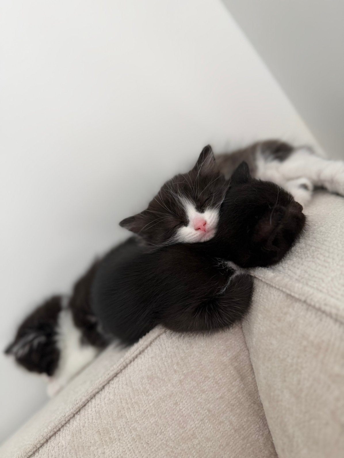 Ragdoll x Britse korthaar kittens, Meerdere dieren