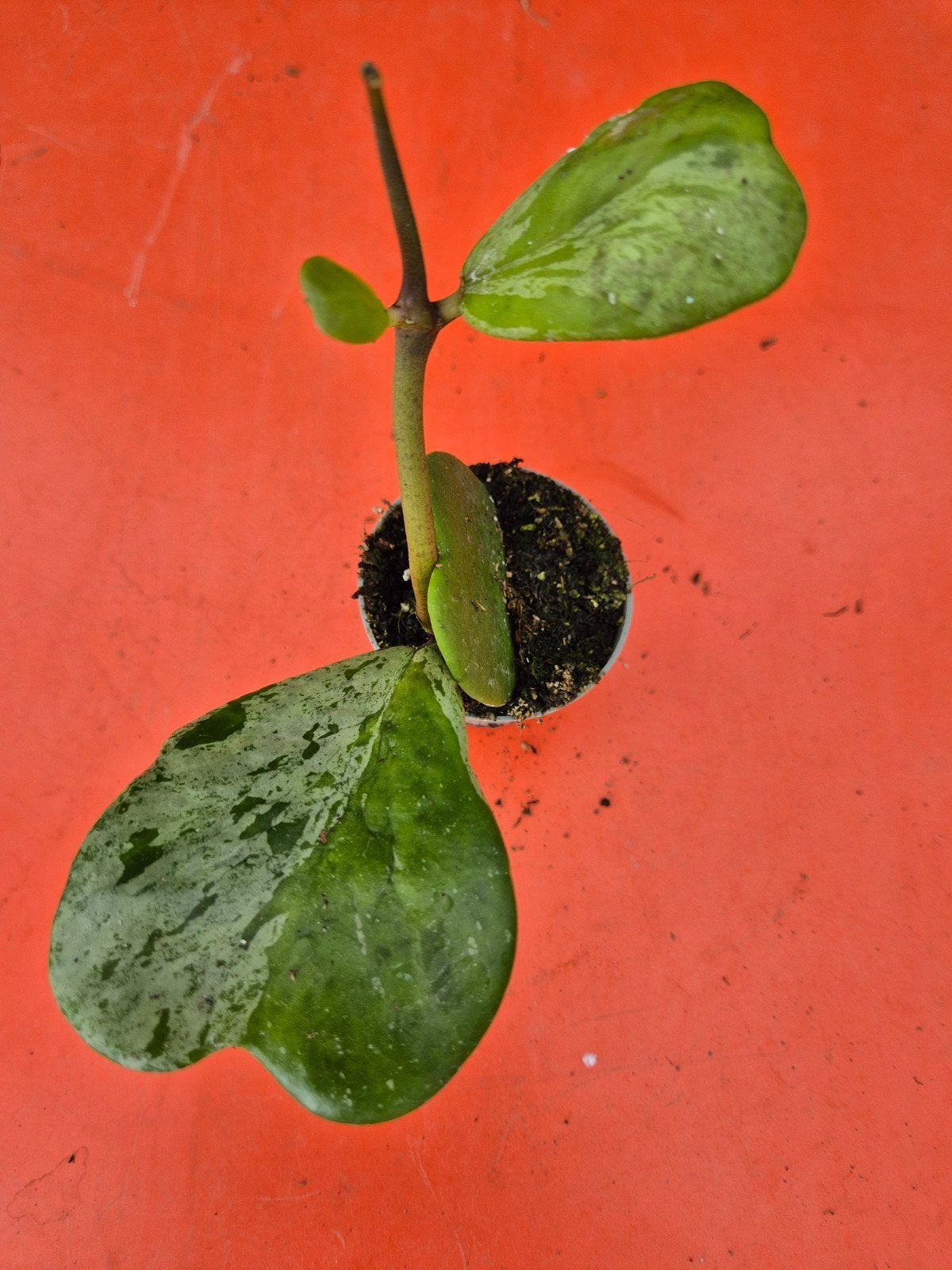 Hoya Kerrii Splash p6 (11)