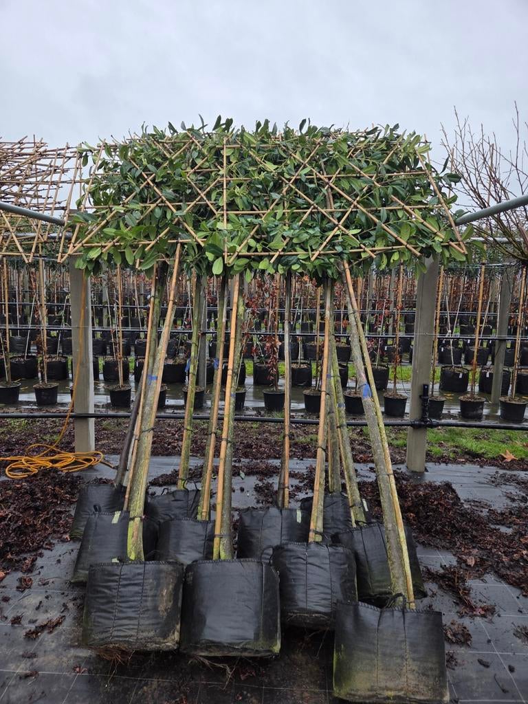 Groen blijvende leilaurier, leilinde,lei amberboom, Tuin en Terras, Planten | Bomen, Ophalen, In pot, Volle zon, Leiboom
