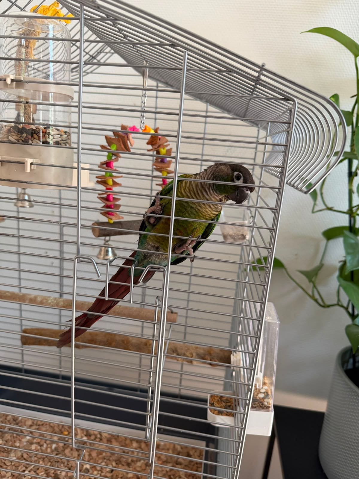 Pyrrhura / groenwangparkiet 10 maanden + grote kooi
Pyrrhura, Mannelijk, Parkiet, Tam