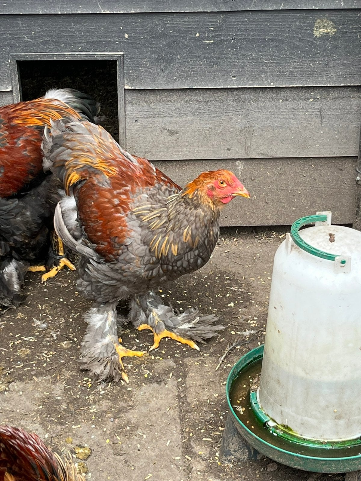 Brahma groot meerzomig blauw patrijs haan 2026, Dieren en Toebehoren, Pluimvee, Mannelijk, Kip