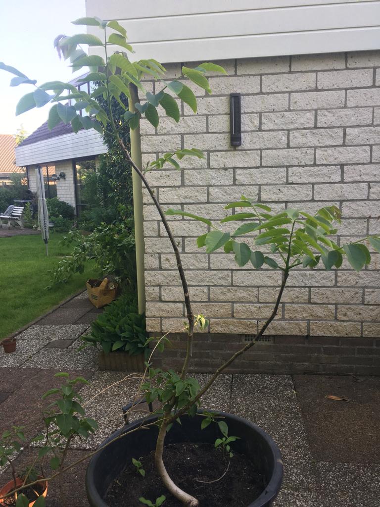 boom jonge walnoot, Herfst, Overige soorten, 100 tot 250 cm, Ophalen