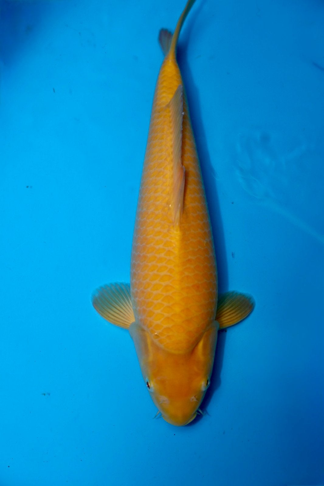 Karashigoi Ogata Konishi Japanse Koi Karper, Dieren en Toebehoren, Karper of Koi