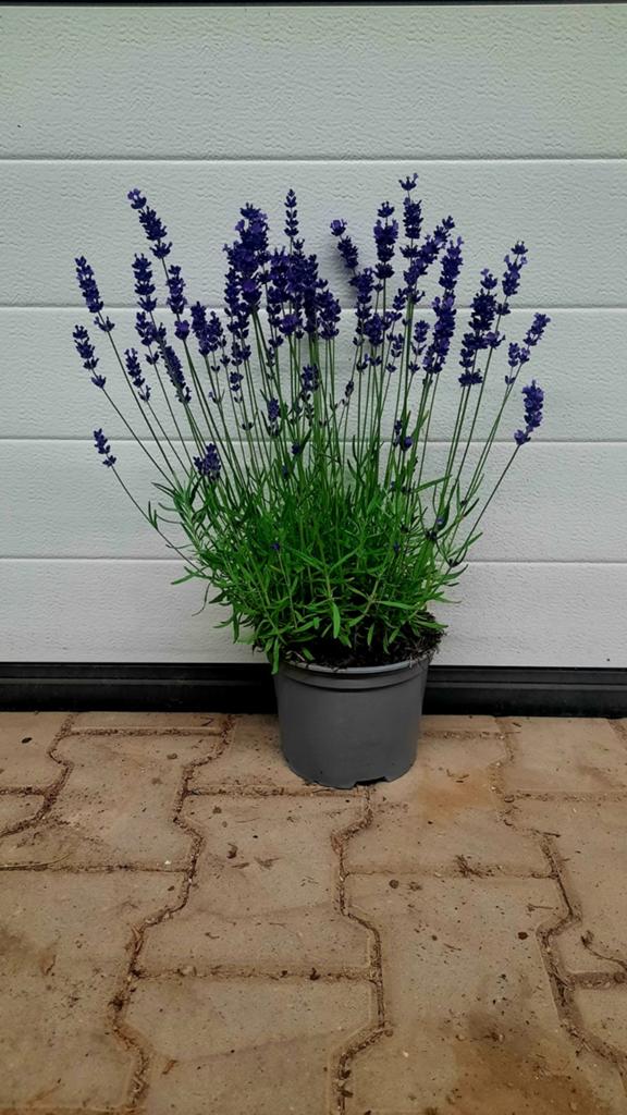 Lavendel Lavandula angustifolia 'Hidcote' 🪻, Ophalen, Overige soorten, Minder dan 100 cm
