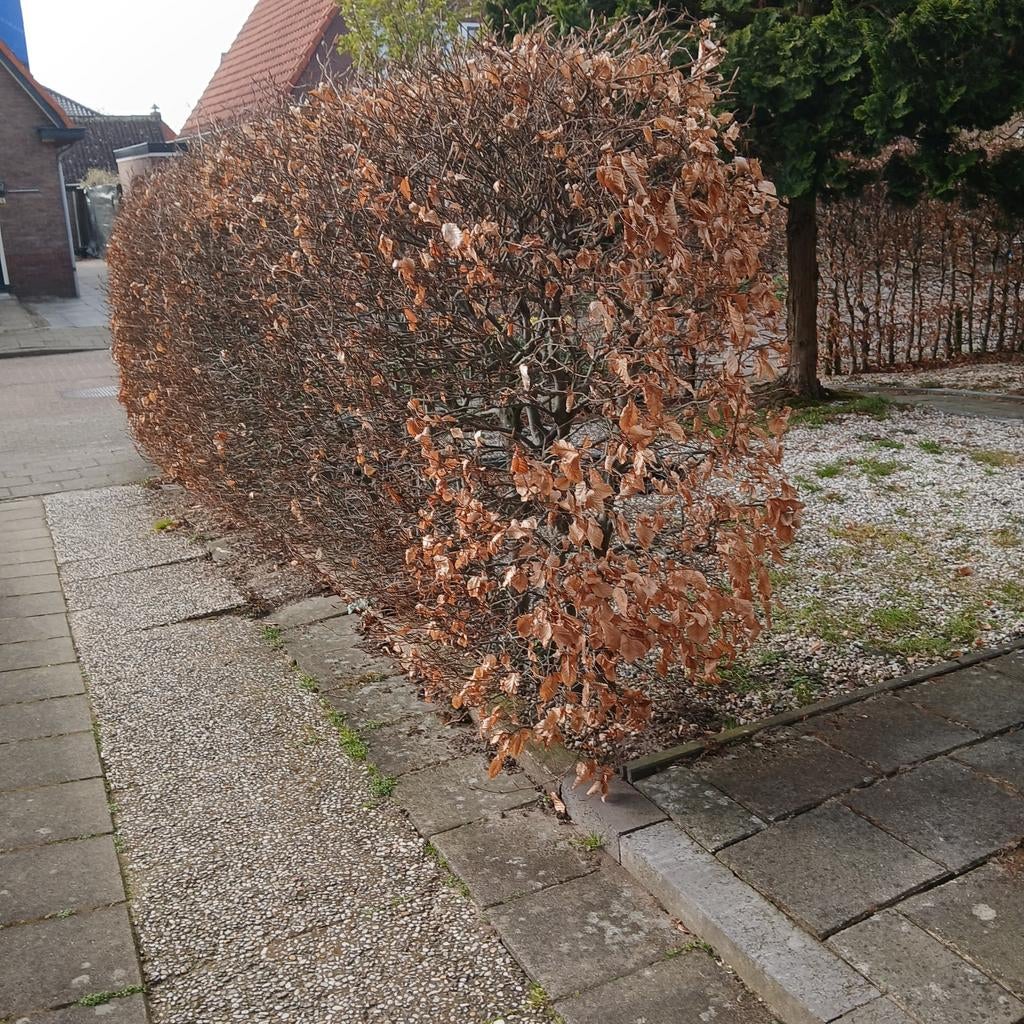 Rode beukenhaag 12 meter, Tuin en Terras, Planten | Struiken en Hagen, Ophalen, Beukenhaag, Haag, 100 tot 250 cm