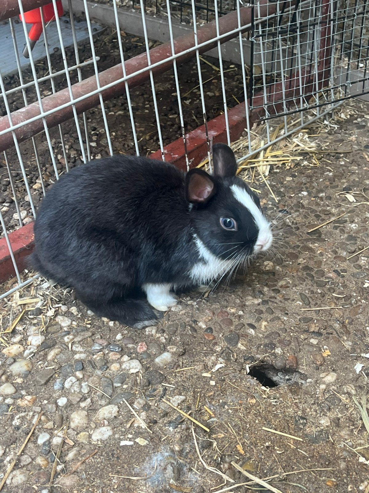 Mooie lieve loffelohr konijnen te koop, Dieren en Toebehoren, Konijnen, Meerdere dieren