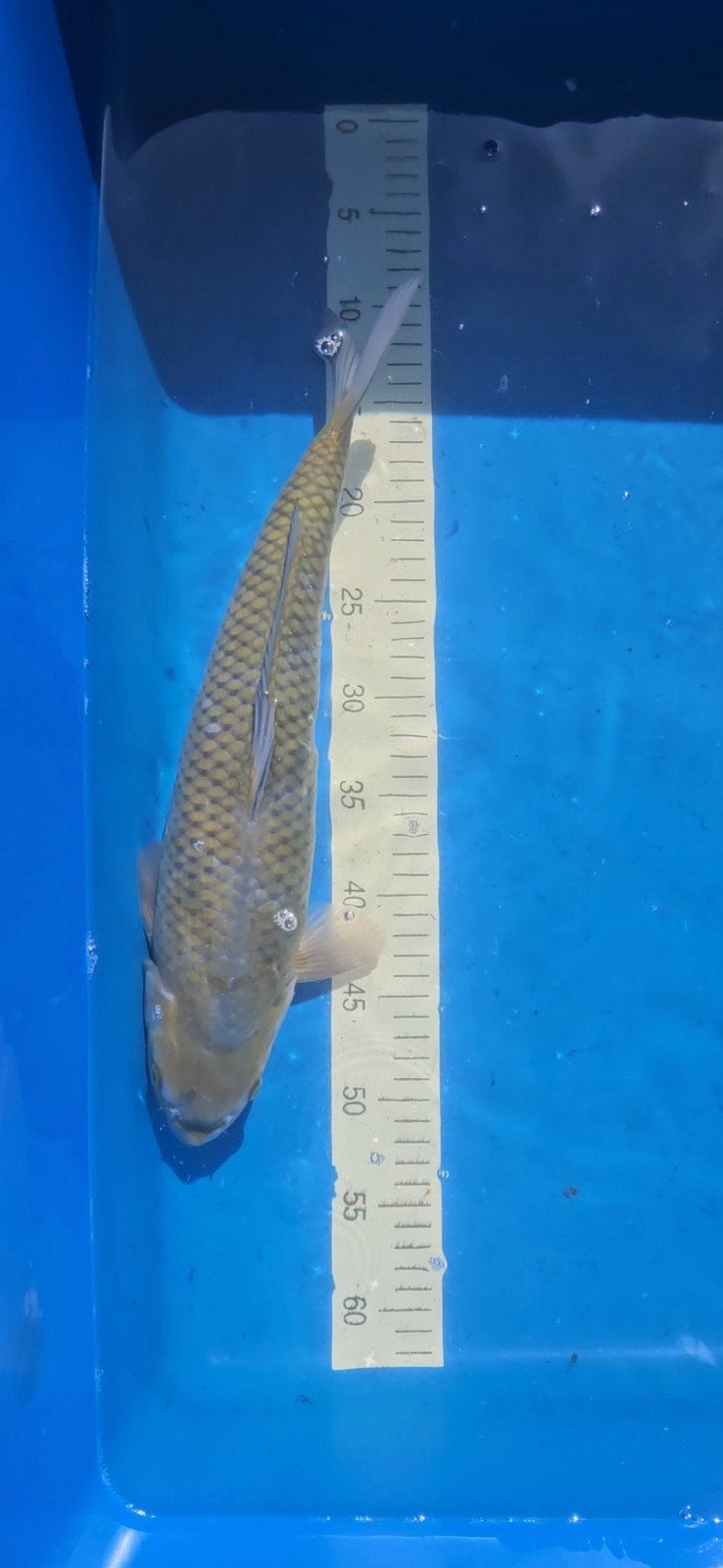chagoi - koi, Karper of Koi