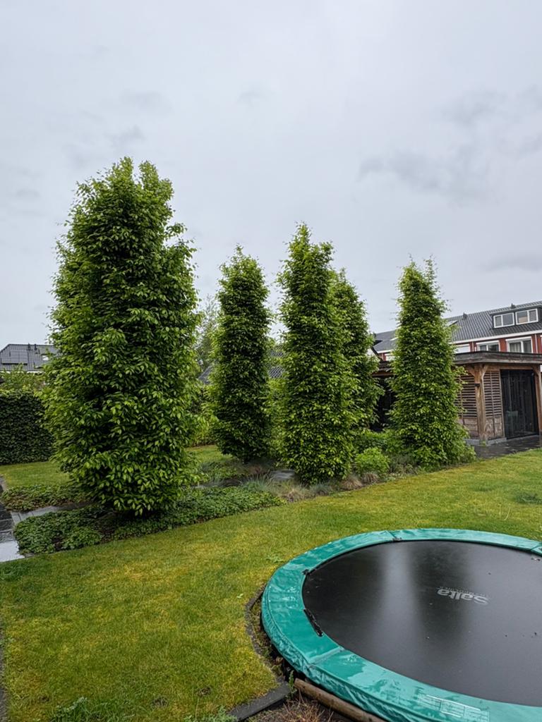 6 gratis bomen. Voor dinsdag ophalen., Ophalen, Volle zon, Overige soorten, 100 tot 250 cm