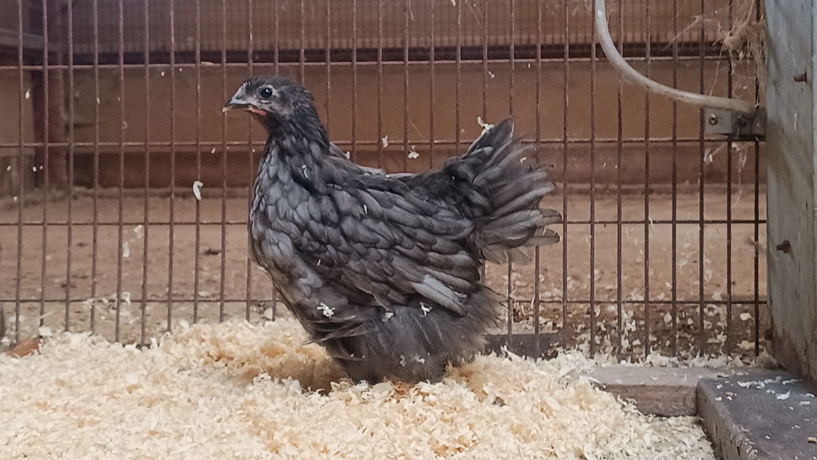 Orpington, Meerdere dieren, Kip